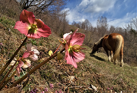 MONTE ZUCCO (1232 m) ad anello da casa-Zogno (300 m) con festa di fiori (17mar21)  - FOTOGALLERY